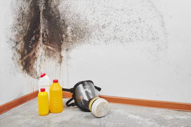 Certified Mold Removal in Cloverdale, CA