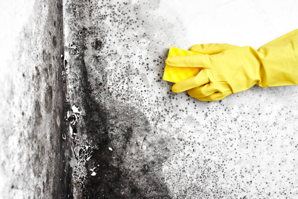 Best Emergency Mold Removal  in Cloverdale, CA
