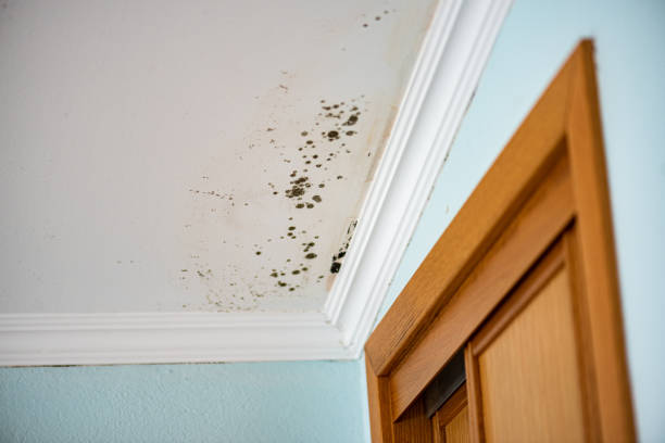 Professional Mold Removal in Cloverdale, CA
