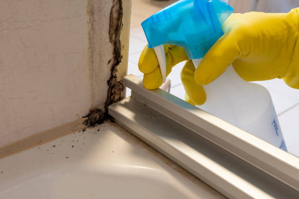 Cloverdale, CA Mold Removal Company