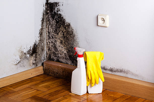 Best Best Mold Removal Companies  in Cloverdale, CA