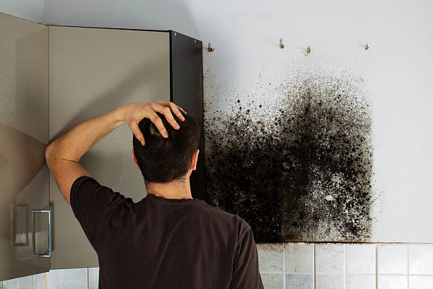 Home Mold Removal in Cloverdale, CA