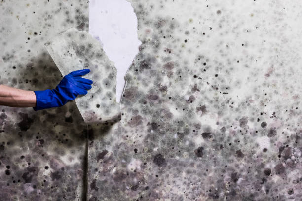 Best Home Mold Removal  in Cloverdale, CA