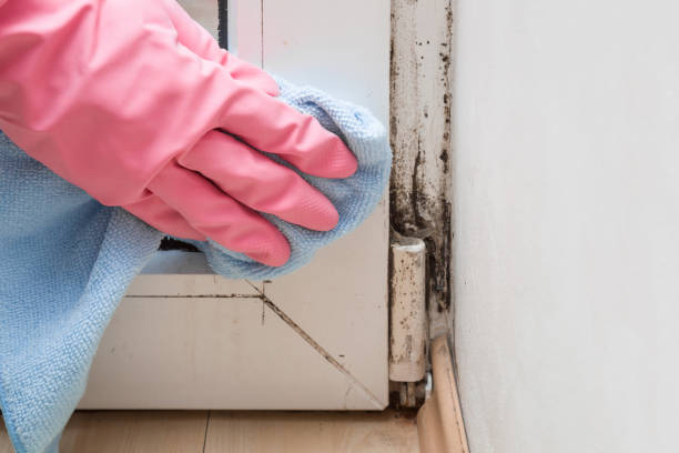Best Mold Remediation  in Cloverdale, CA